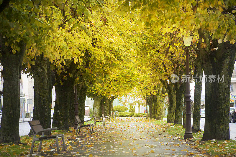 秋天的时候，城市的长廊被黄叶覆盖着。