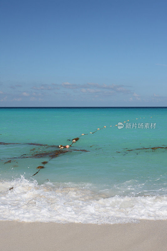 海藻海滩