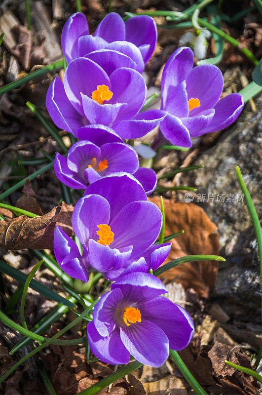 紫色的春季番红花