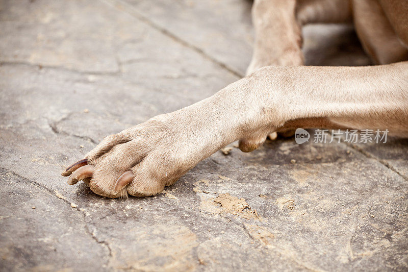 魏玛猎犬的爪子的特写