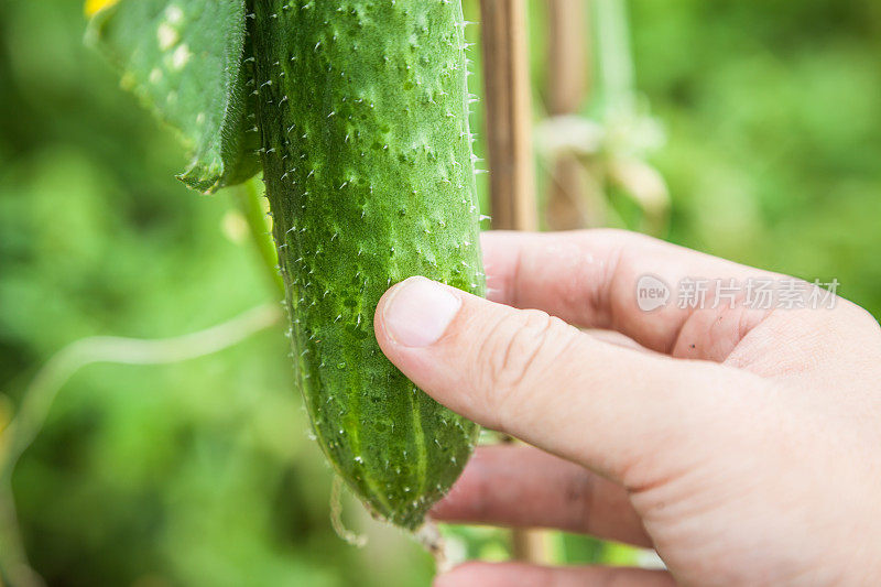 黄瓜植株