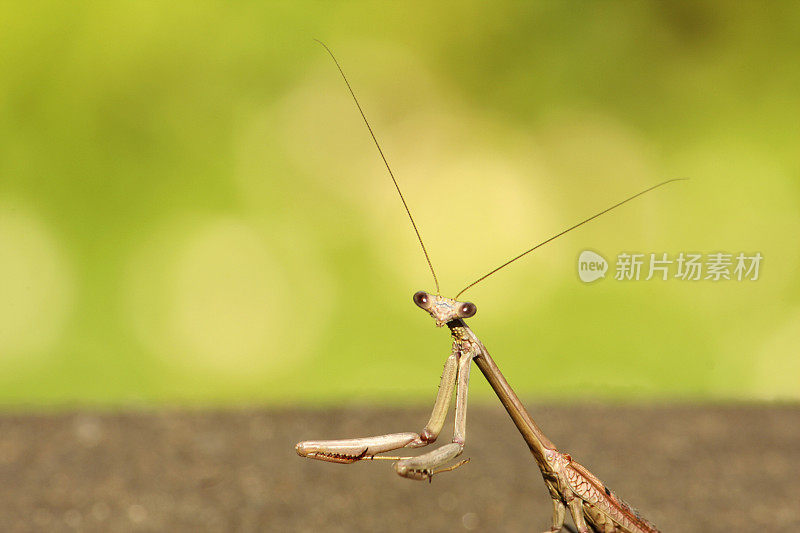 近距离拍摄的头和肩膀的螳螂