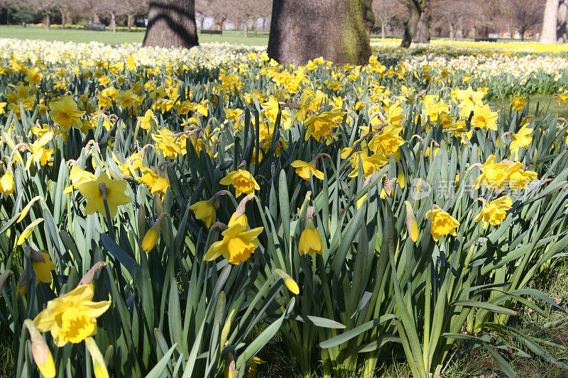 水仙花盛开在格林威治公园