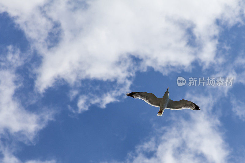 寻找自由的海鸥。