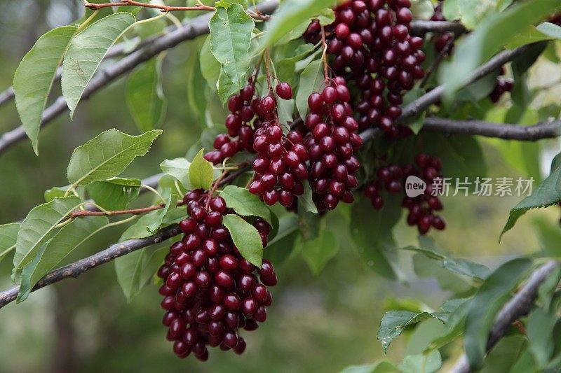 野生野樱桃(维吉尼亚樱属)，在树枝上结果。