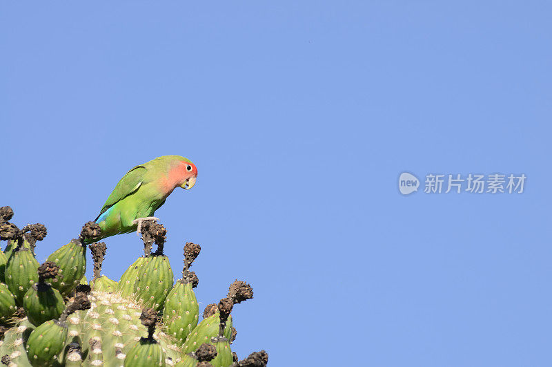 撒瓜罗仙人掌上的玫瑰脸Lovebird