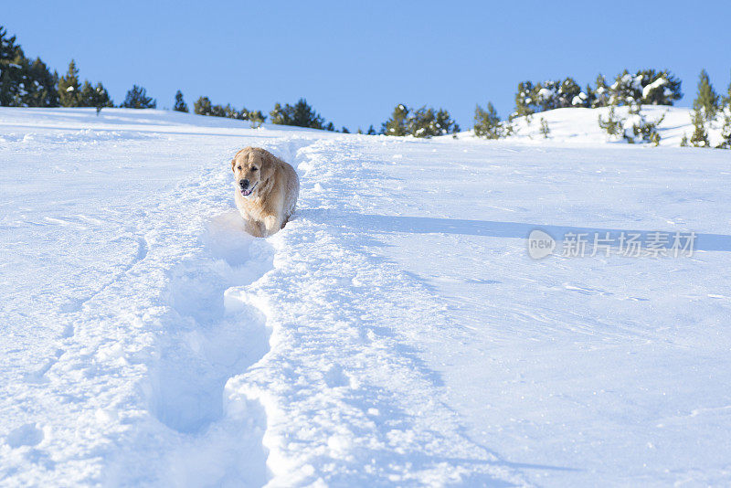 金毛猎犬在雪地上行走