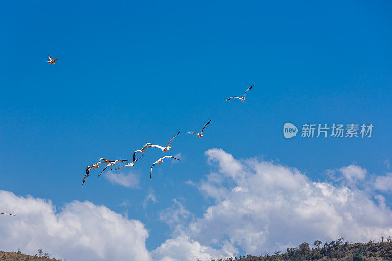 飞行的大白鹈鹕，肯尼亚