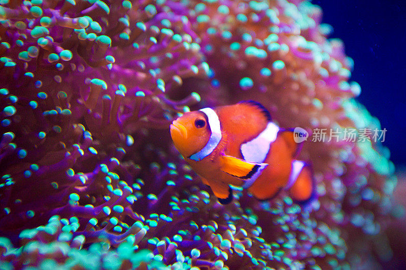 小丑鱼在珊瑚礁中游泳，水下和特写