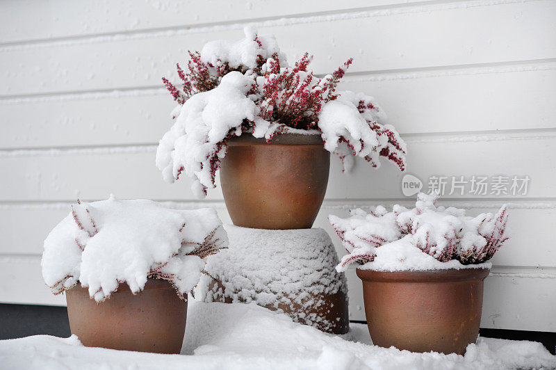 雪中的花盆