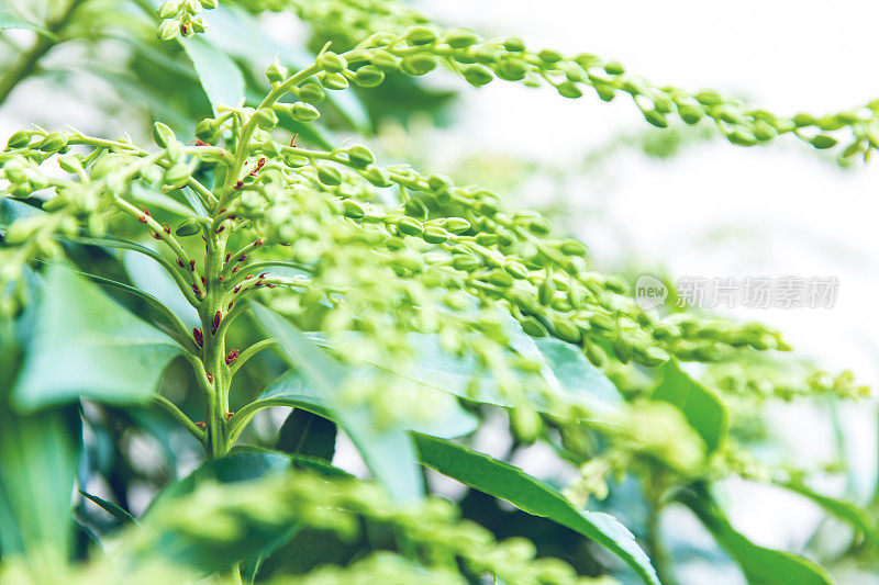 粉蝶植株闭花期花近，上白