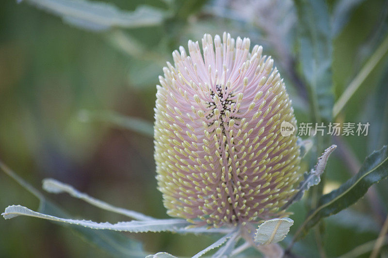 澳大利亚花