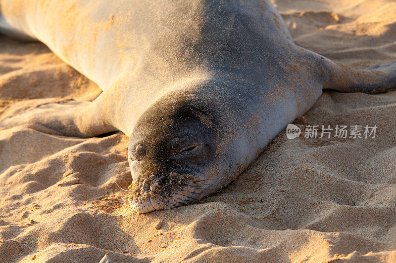 夏威夷僧海豹躺在考艾岛的海滩上