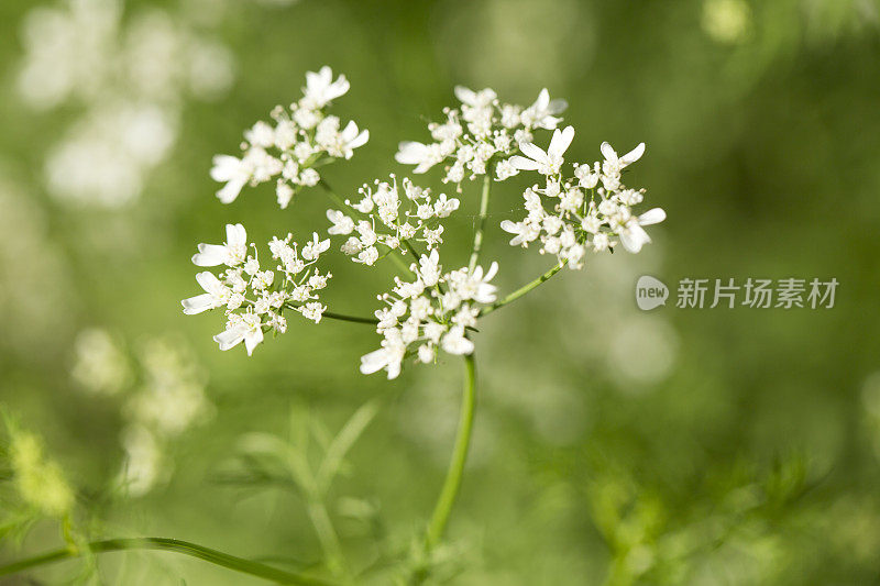 香菜植物开花