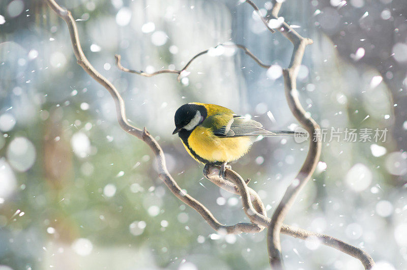 冬天，大山雀在飘落的雪中坐在树枝上
