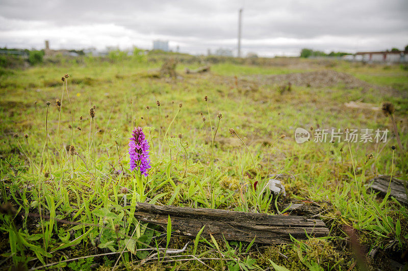 格拉斯哥荒地上的斑点兰花