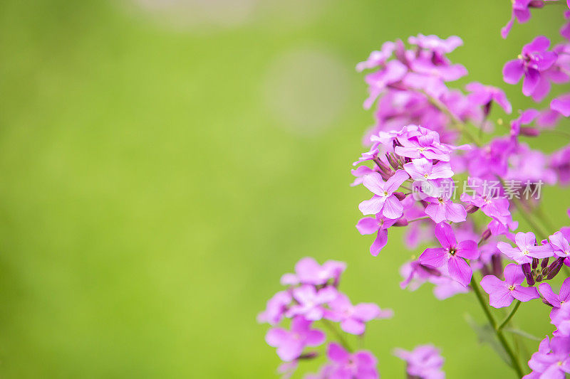 紫色野花的特写