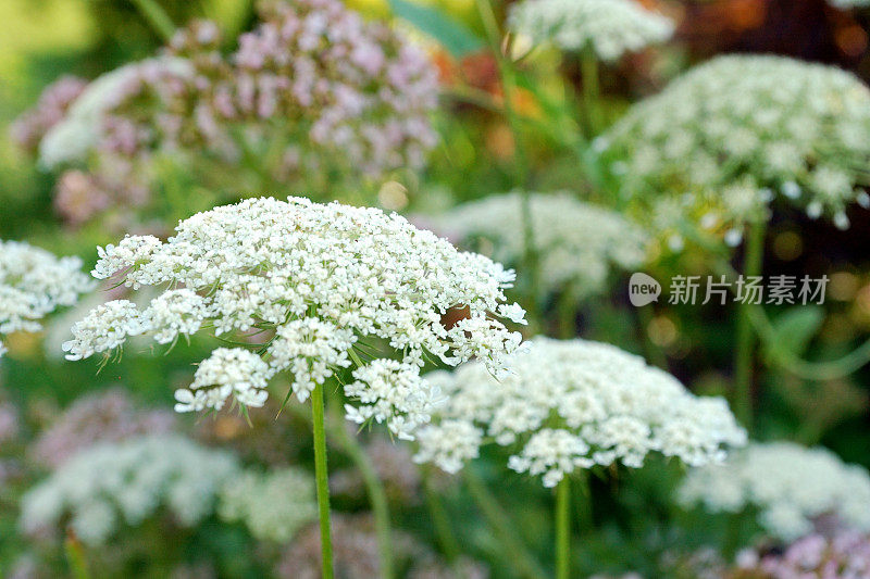 夏季花园中的野生胡萝卜