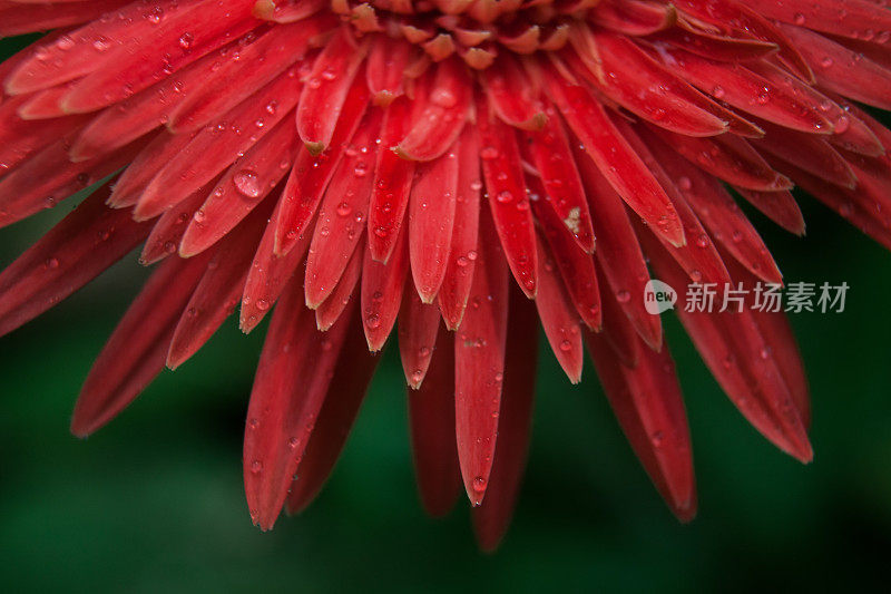 非洲菊花近。