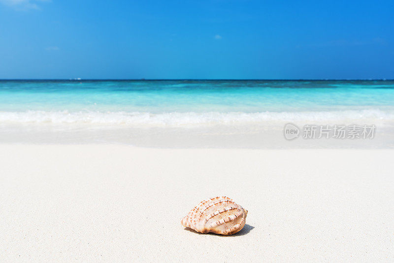 沙滩上的海螺壳，热带海景