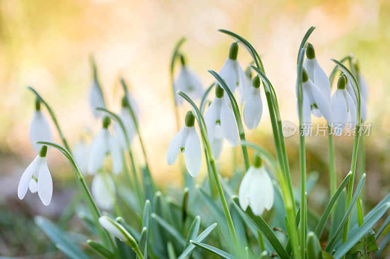 雪花莲(雪花)