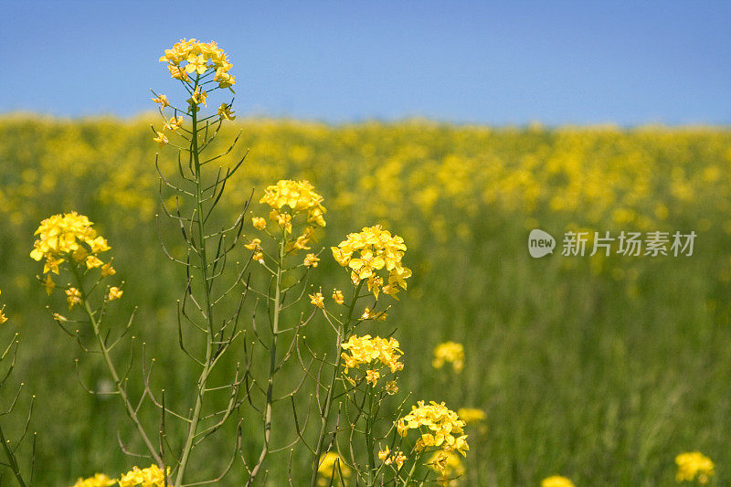 过敏季节的特写油菜籽在花田