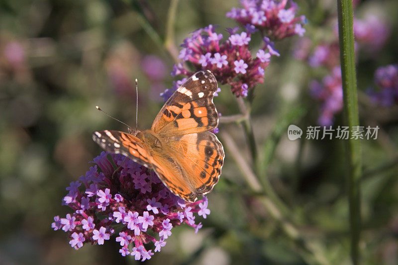 蝴蝶在花