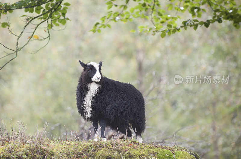 挪威西部森林中的成年老挪威羊