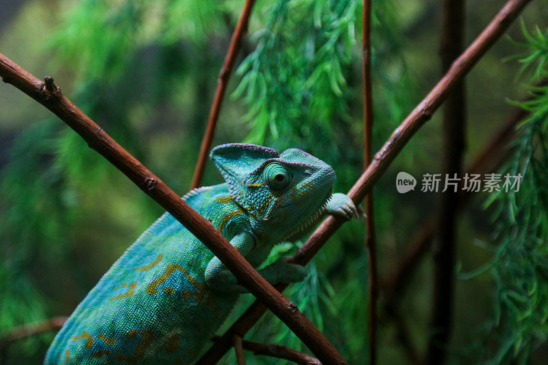 坐在植物茎上的绿色变色龙