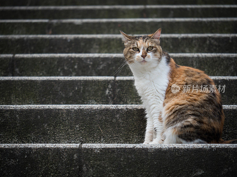 只流浪猫