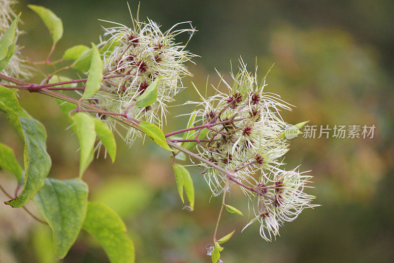 白色的野生铁线莲花生长在灌木丛中，开花