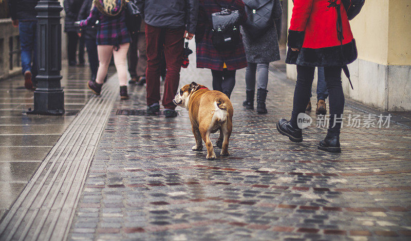 在城市里散步的狗和主人