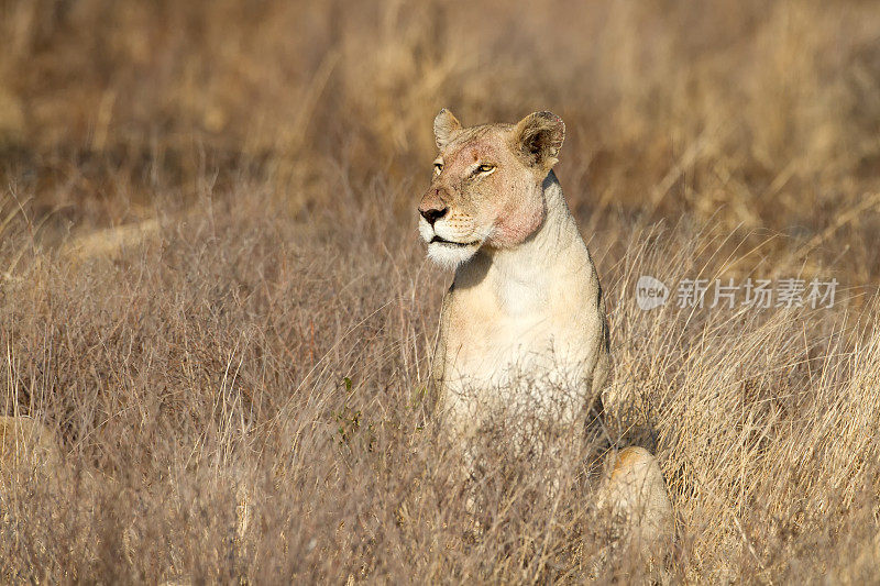 南非克鲁格国家公园干草中的母狮