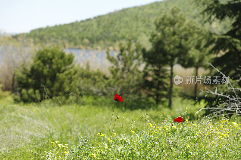 土耳其安卡拉埃米尔湖前的罂粟花