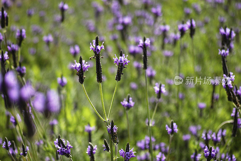 薰衣草的花。