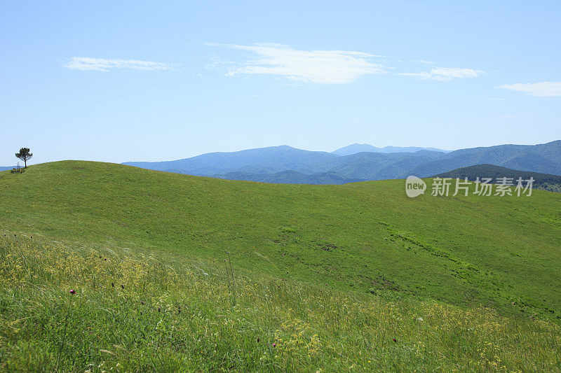 山地野花草甸