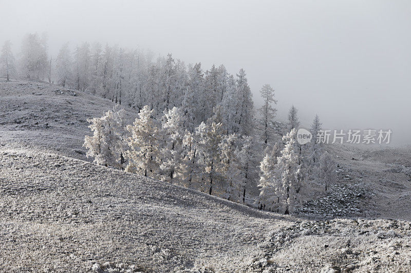 白雪覆盖了中国新疆喀纳斯湖附近的树木
