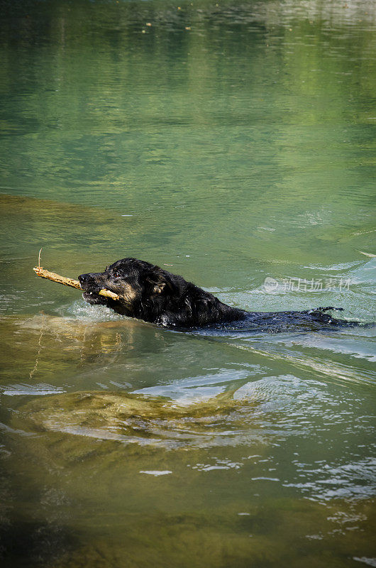 狗在河里游泳