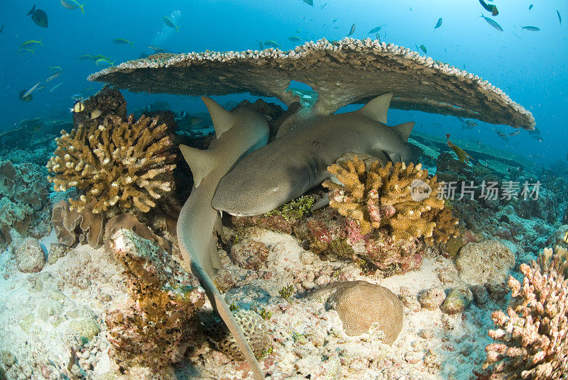 珊瑚下的两条护士鲨