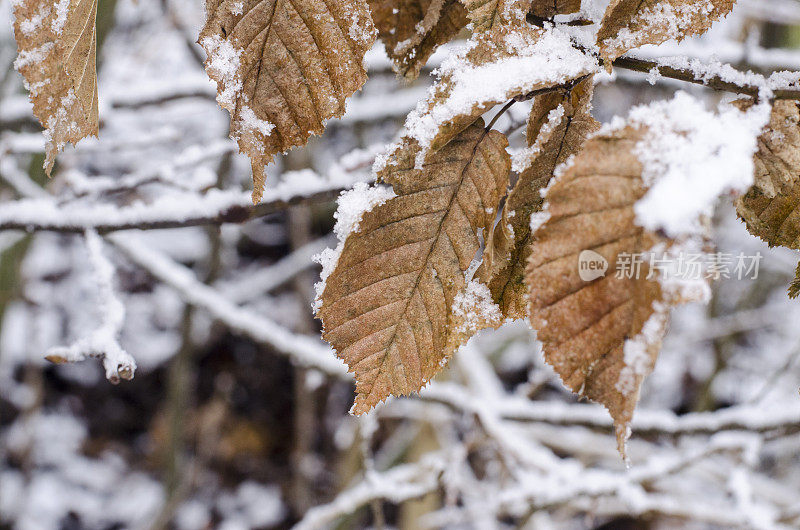 冰雪覆盖的冬季树木