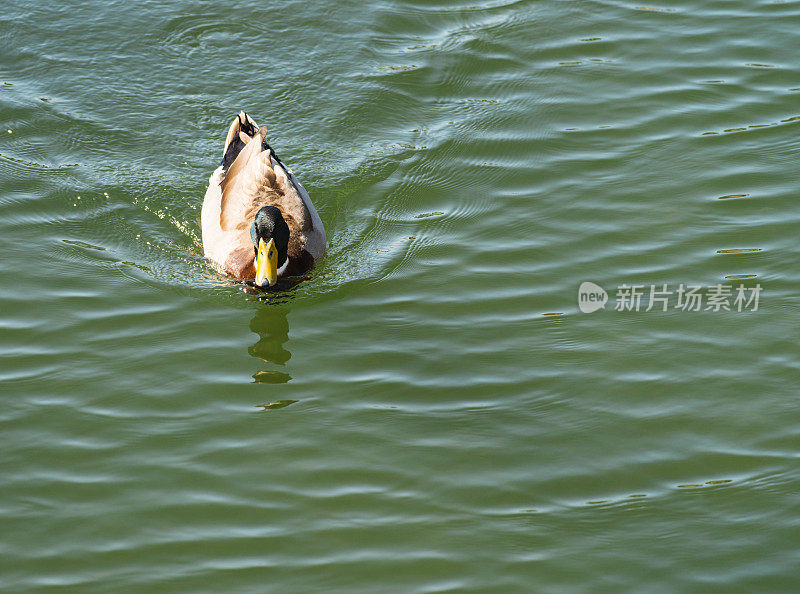 湖中的鸭子