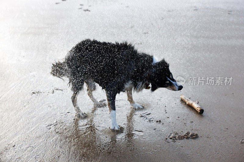 潮湿的边境牧羊犬在海滩上摇晃自己