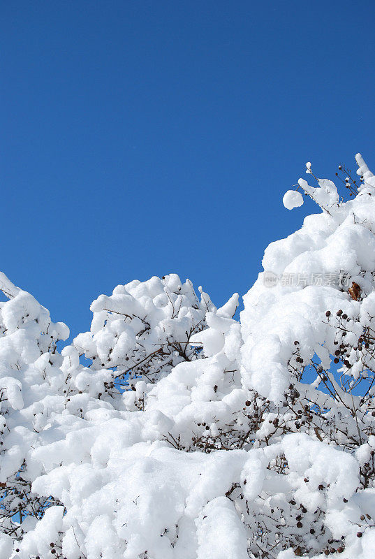 雪分支