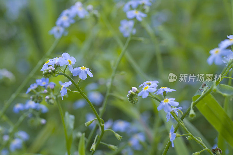 水勿忘我(蝎子肌炎)