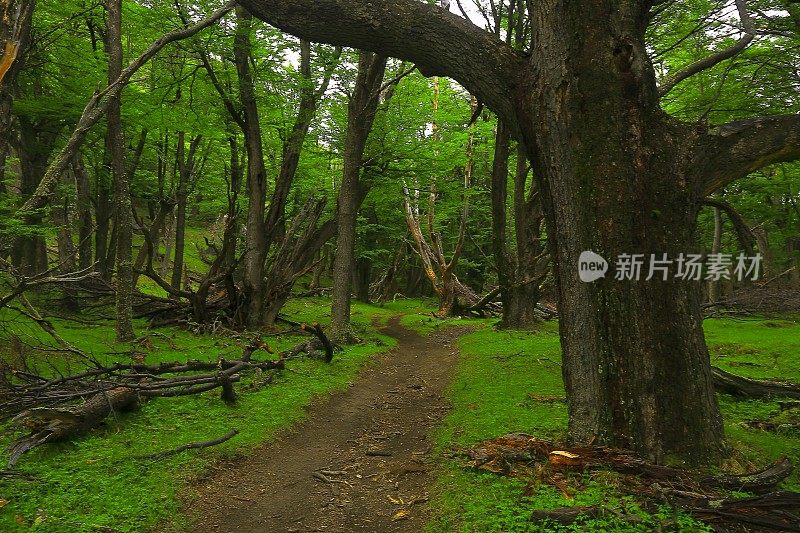 巴塔哥尼亚景观:森林树木，小径进入绿色林地