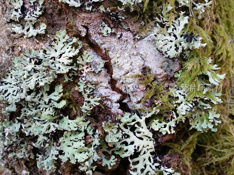 苔藓的背景