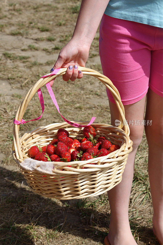 一篮子刚摘的草莓