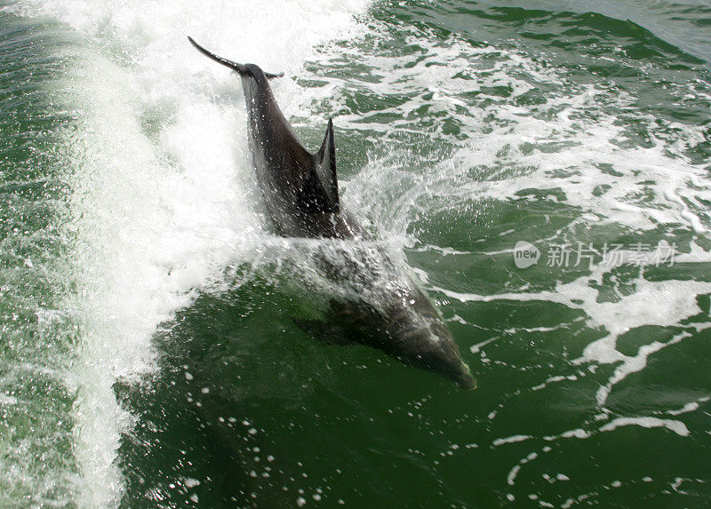 野生海豚在活动