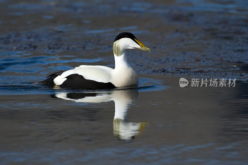 绒鸭鸭