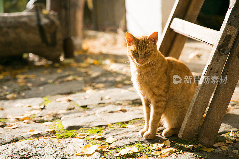 橙色毛茸茸的猫在外面